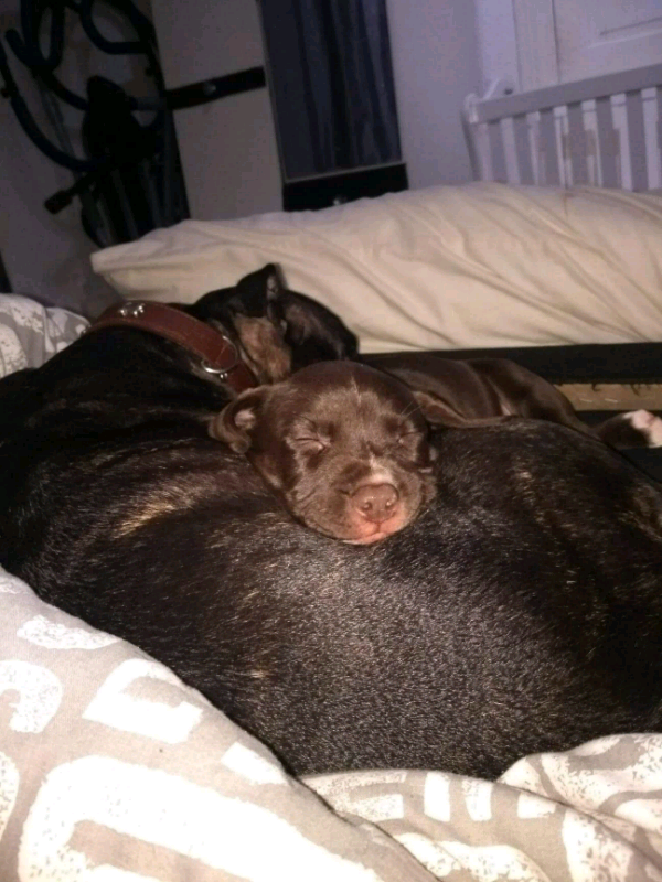 springer spaniel staffy cross